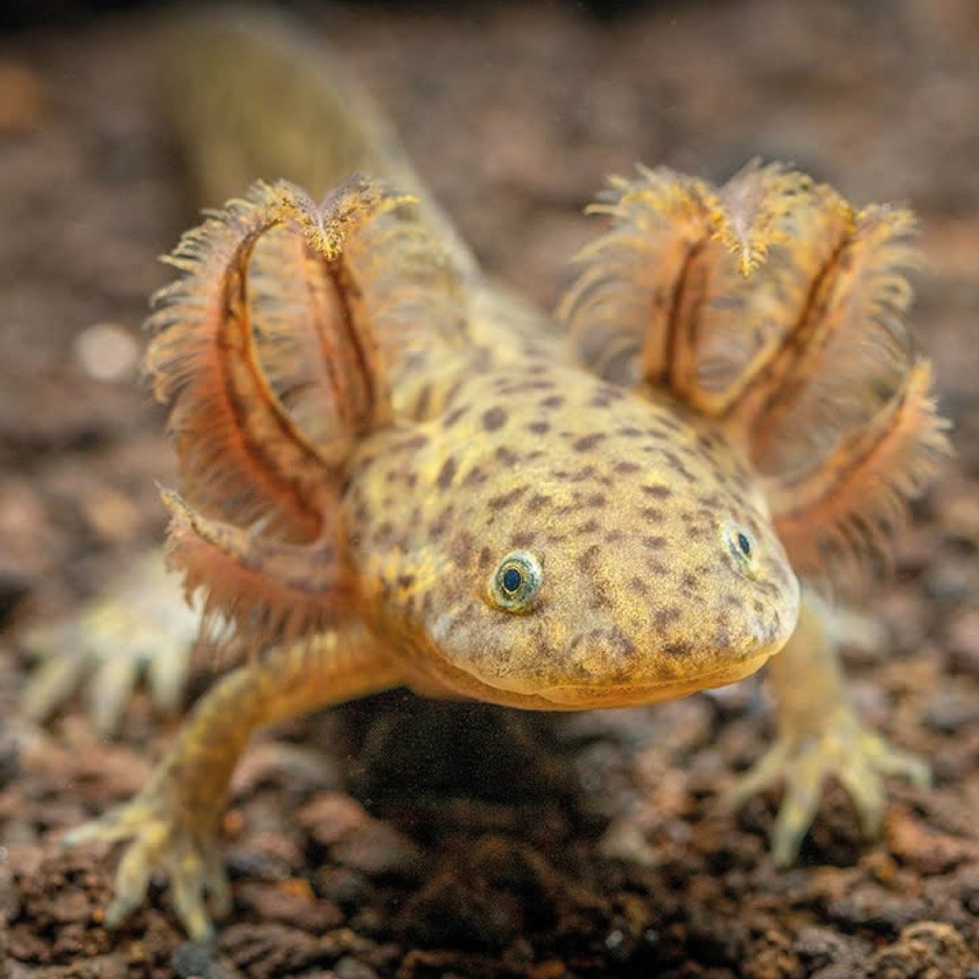 Ajolote — Ambystoma flavipipetarum