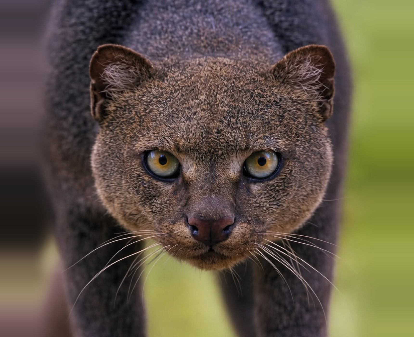 Jaguarundi, Onza, Gato moro — Puma yagouaroundi