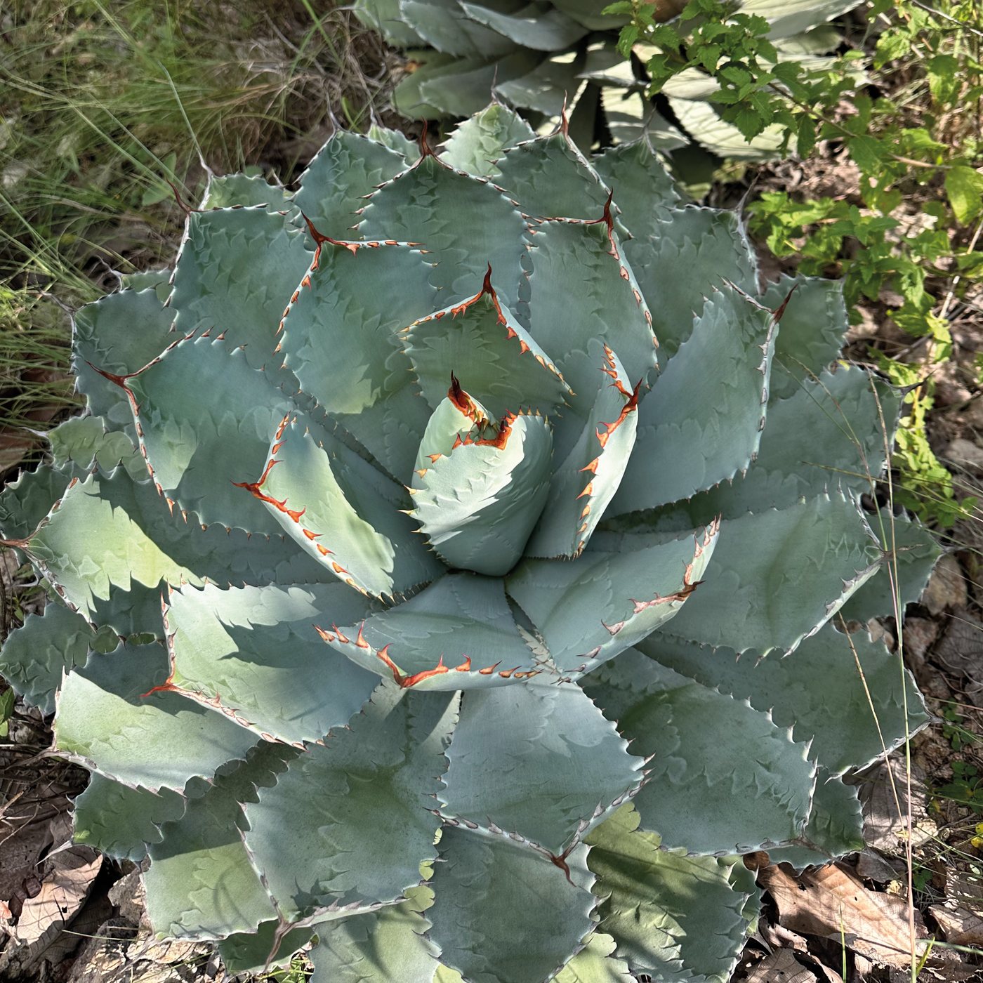 Agave guadalajarana, Maguey guadalajarano, en Reserva Caxcanes